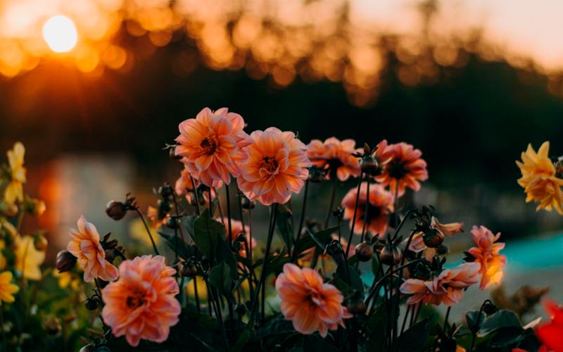 imagem-flores