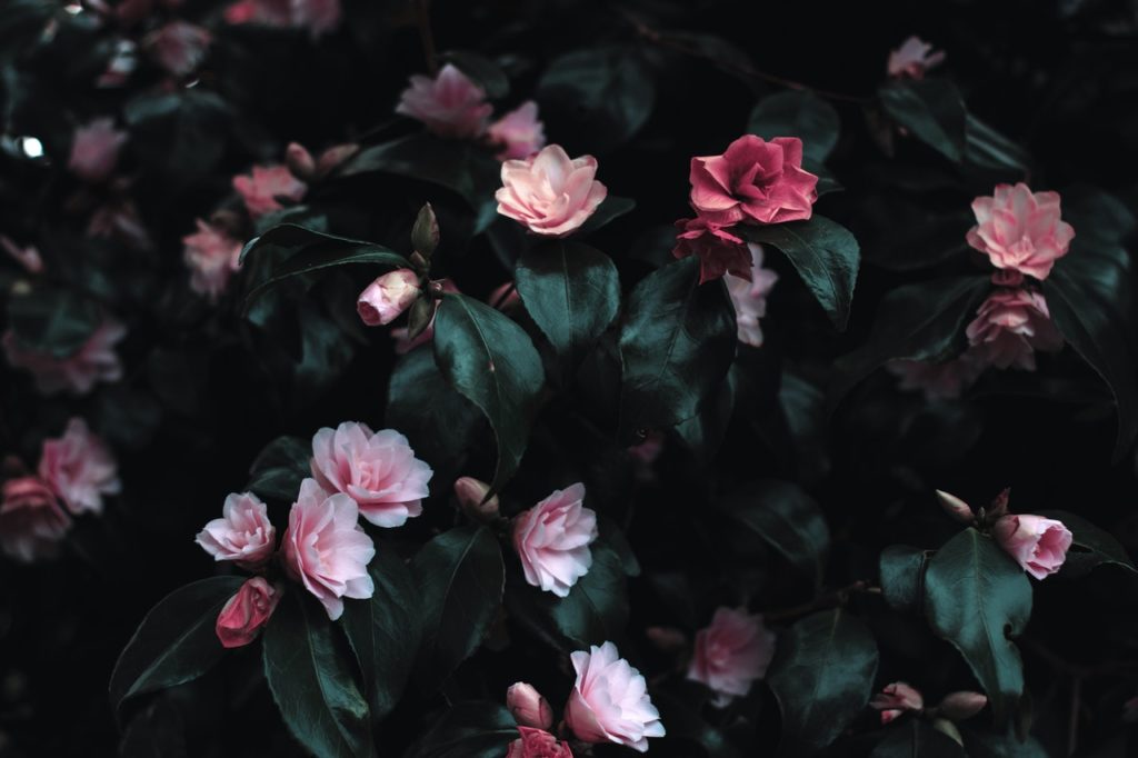 flores para funeral