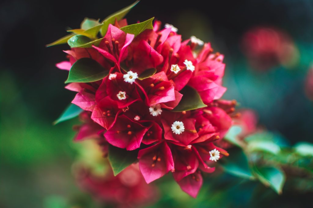 Coroa de Flores 24 horas em São Paulo para Cemitérios e Crematórios